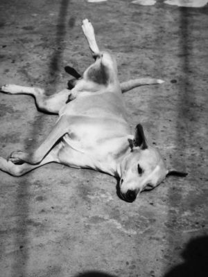 poster Un chien couché sur le sol
